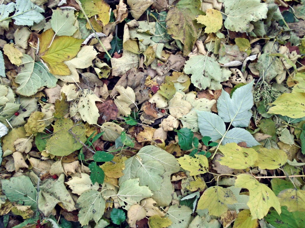 Dmuchawa do liści – jesienny pomocnik